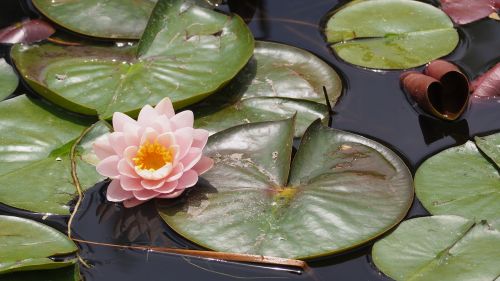 lotus flower lily pad lily
