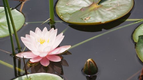 lotus flower lily pad lily
