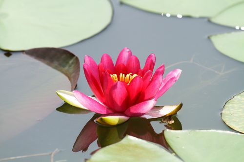 lotus flower pond water