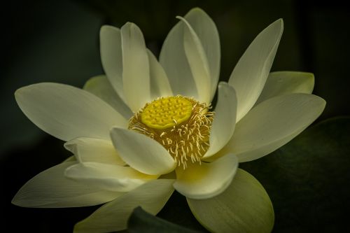 lotus flower aquatic flower