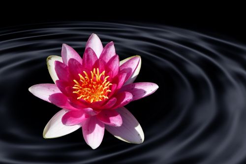 lotus flower water lily water