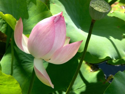 lotus flower blossom aquatic