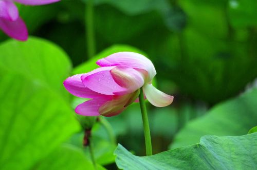 lotus flower pink lotus