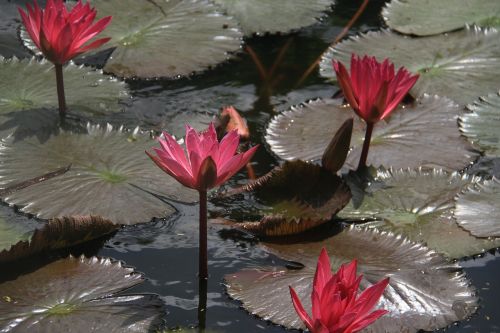 lotus flower flower lotus