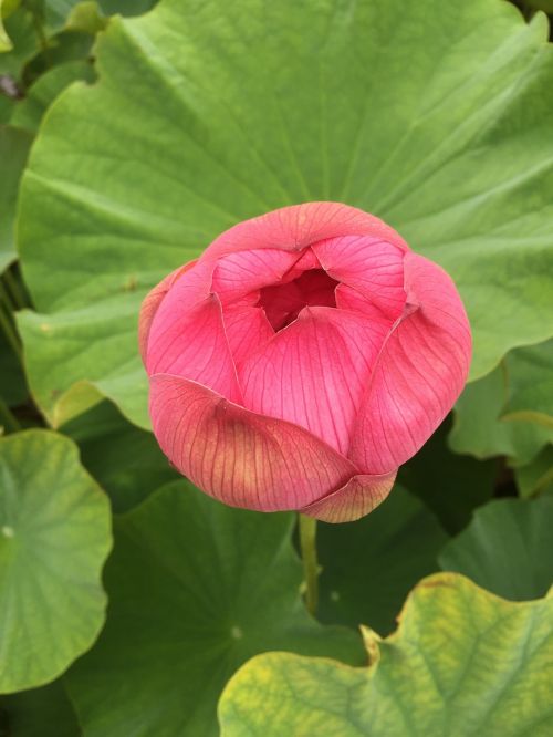 lotus flower flowers marsh