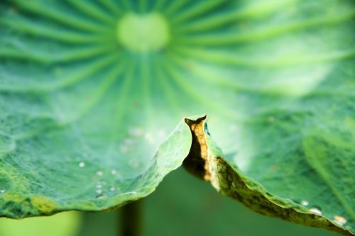 lotus flower natural green