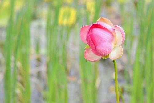 lotus flower aquatic plant lotus