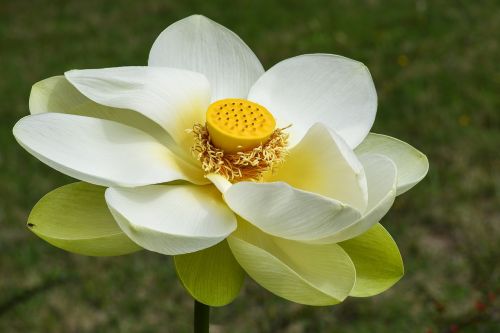 lotus flower heart aquatic plant