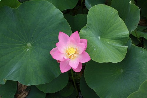 lotus flower  eight months available at the foot of the