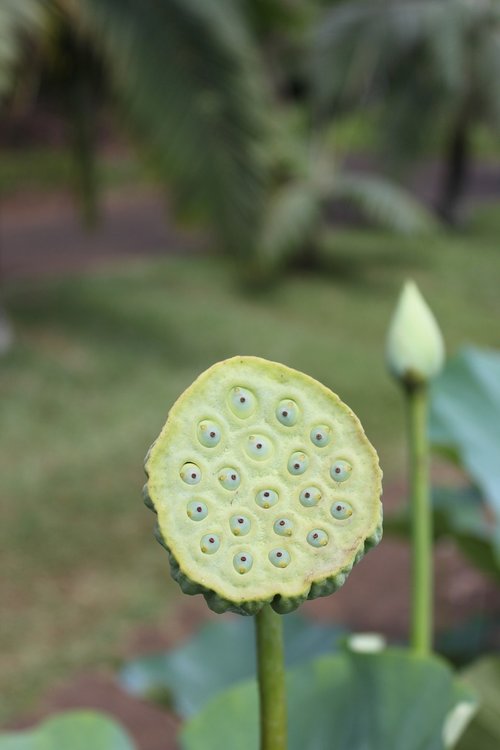 lotus flower  aquatic plant  pond