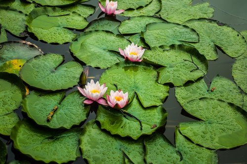 lotus flower  water lilies  rosa