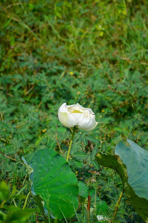 lotus flower  flower  white lotus