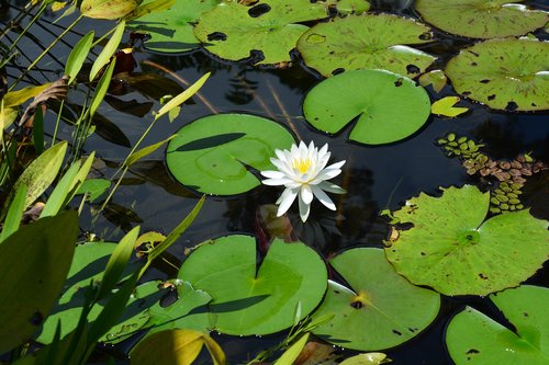 lotus flower  lotus  frower