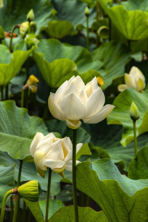 lotus flower  leaves  lotus