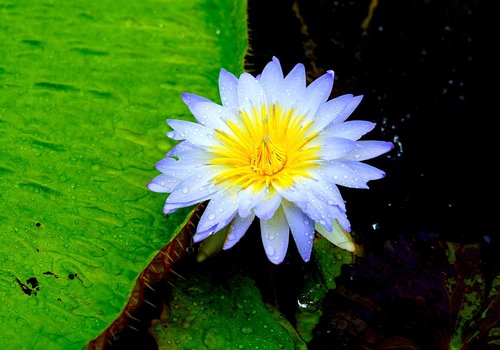 lotus flower  flower  lotus