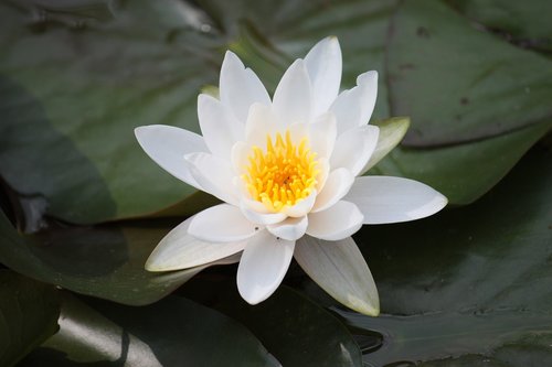 lotus flower  zen  japan