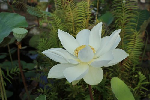 lotus flower  white  green