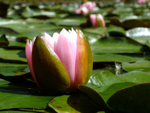 lotus flower nature landscape