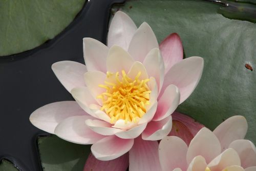 lotus flower zen lotus
