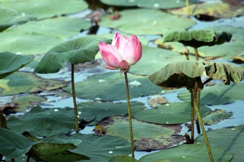 Lotus Flower And Leaves On The Pond