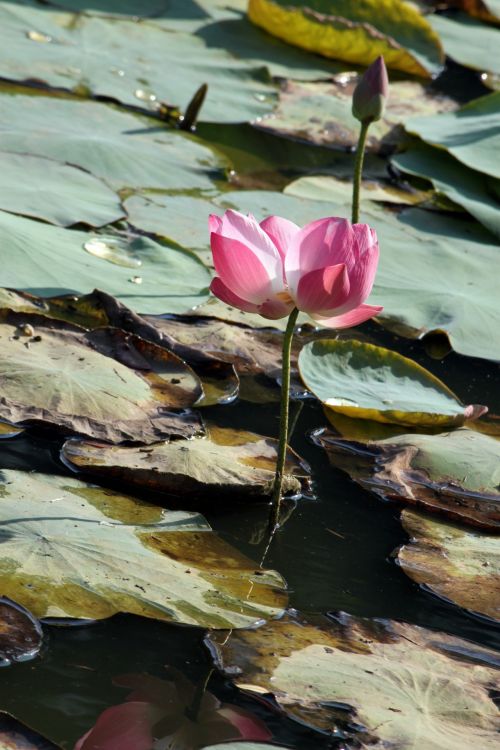 Lotus Flower And Leaves