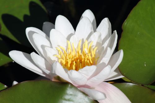 Lotus Flower Blossom