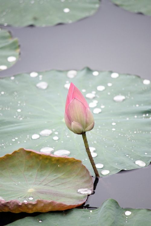 Lotus Flower Bud And Old Leaf