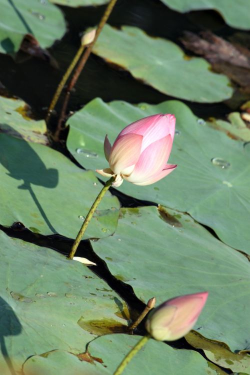 Lotus Flower In Blossom