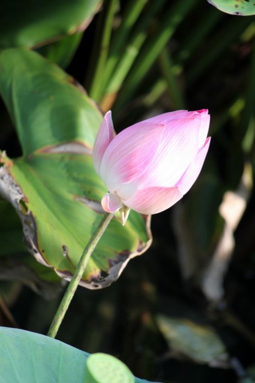 Lotus Flower In Blossom