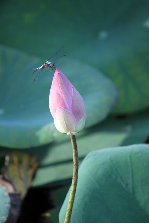 Lotus Flower In Blossom