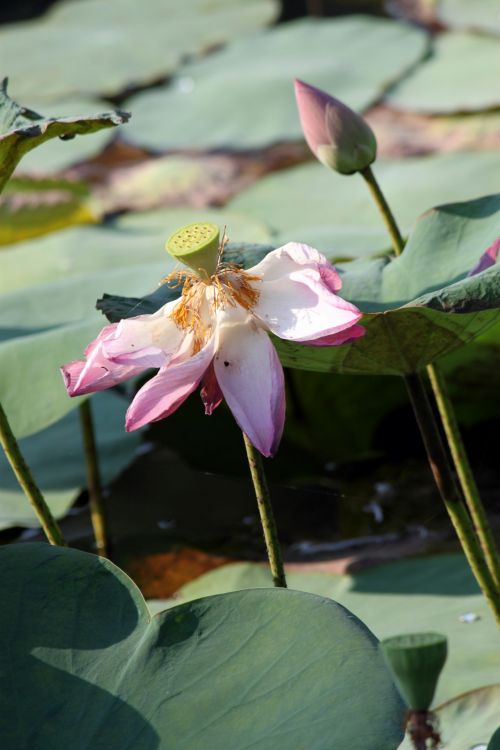 Lotus Flower In Blossom