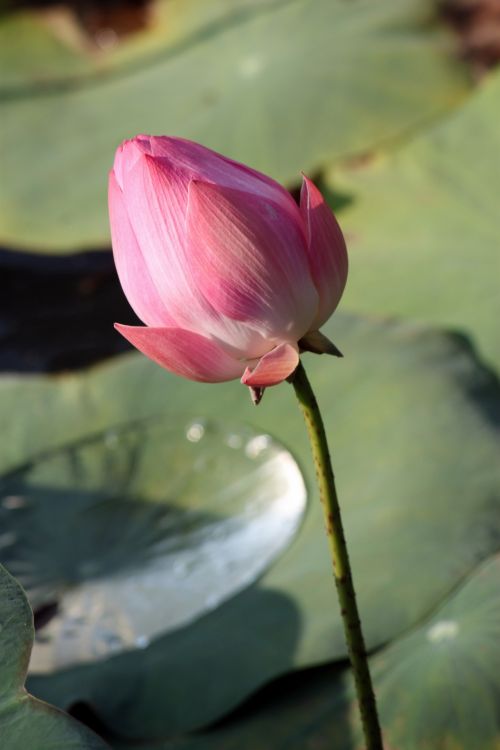 Lotus Flower In Blossom