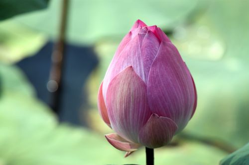 Lotus Flower In Blossom