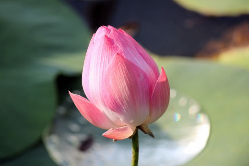 Lotus Flower In Blossom