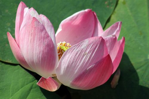 Lotus Flower In Blossom