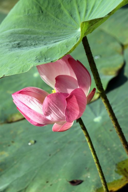 Lotus Flower In Blossom