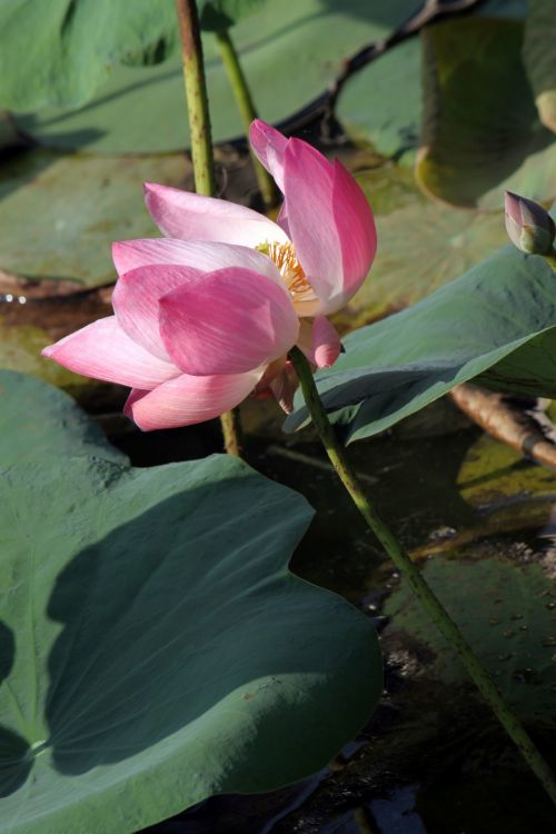 Lotus Flower In Blossom