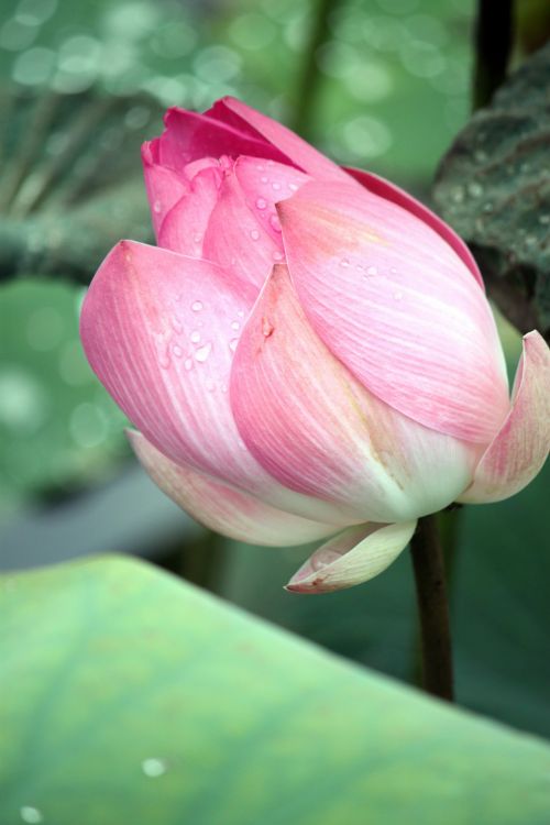 Lotus Flower In Blossom Closeup