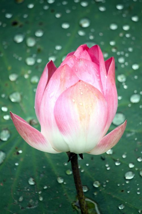 Lotus Flower In Blossom Closeup