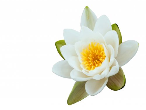 Lotus Flower On White