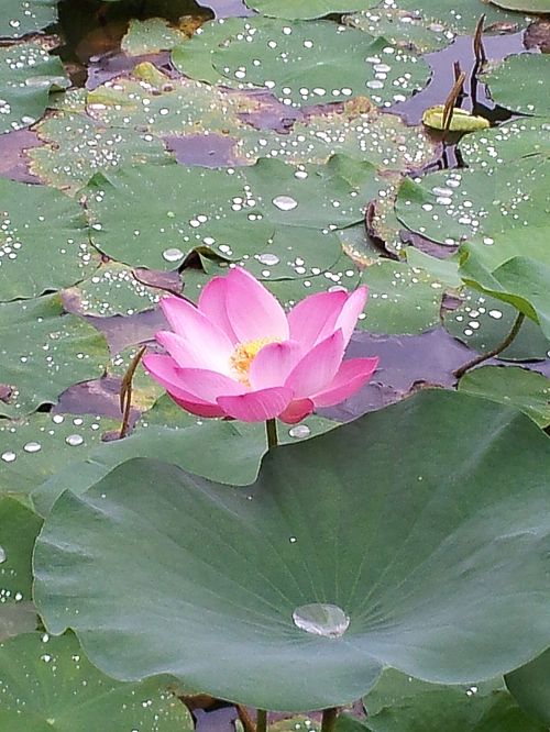 Lotus Flower