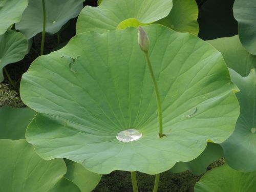 lotus flowers pond drops