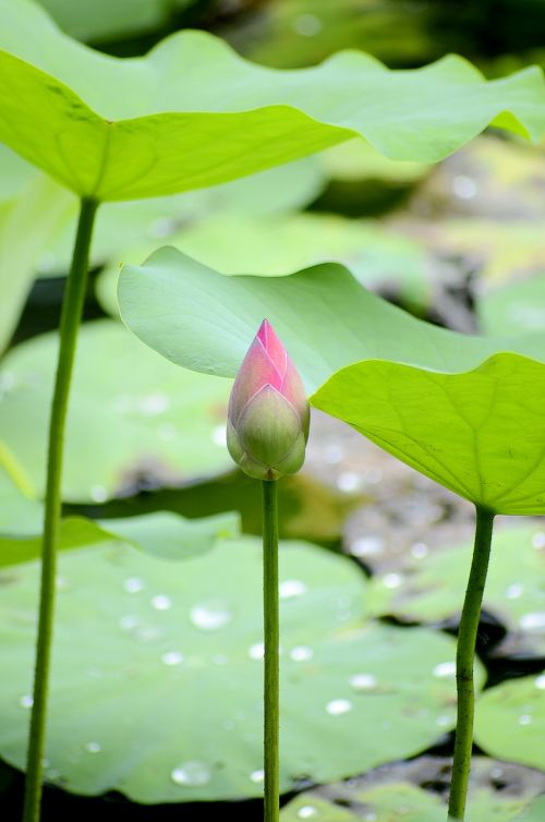lotus flowers pink green