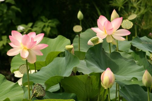lotus flowers water lilies flower