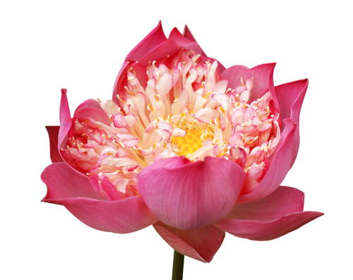lotus flowers decorate pink lotus