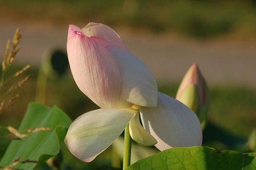 lotus flowers  flower  pond
