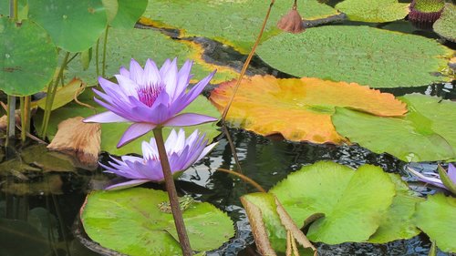 lotus flowers  water lily  pond plant