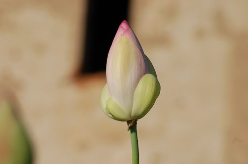 lotus flowers outdoor  summer  fior