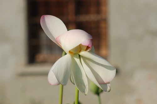 lotus flowers outdoor  summer  fior