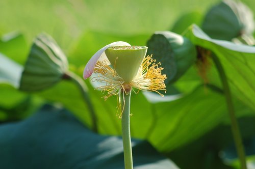 lotus flowers outdoor  summer  fior